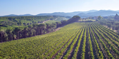 Halpern Enterprises & Paese Ristorante Presents an Evening with Tenuta di Biserno | Thursday, October 9th