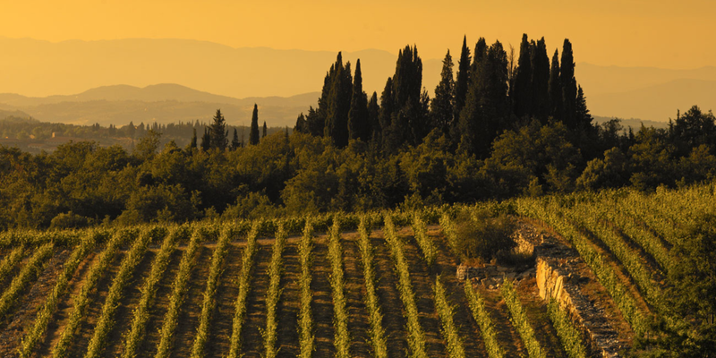 Cepparello special Offer